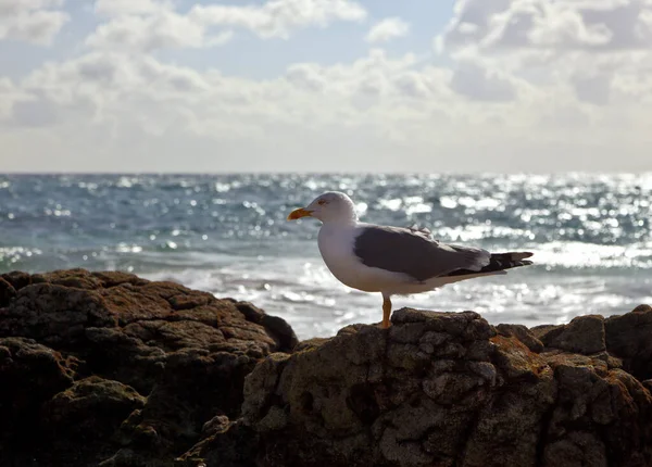 Vue Panoramique Magnifiques Oiseaux Mouettes Nature — Photo