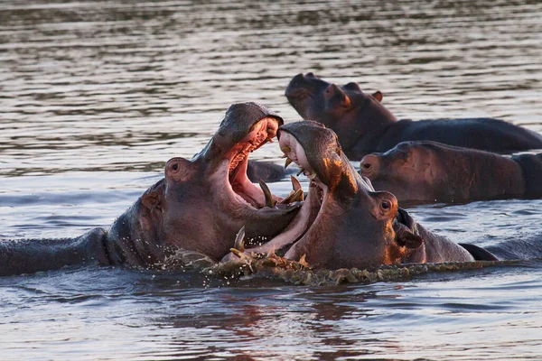 Flusspferd Nilpferd Naturfauna — Stockfoto