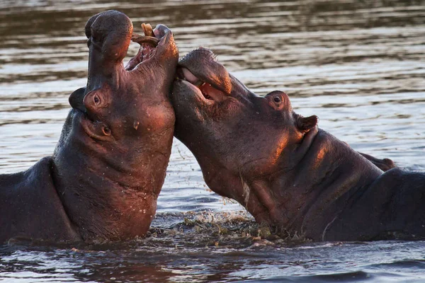 Flodhäst Flodhäst Naturfauna — Stockfoto