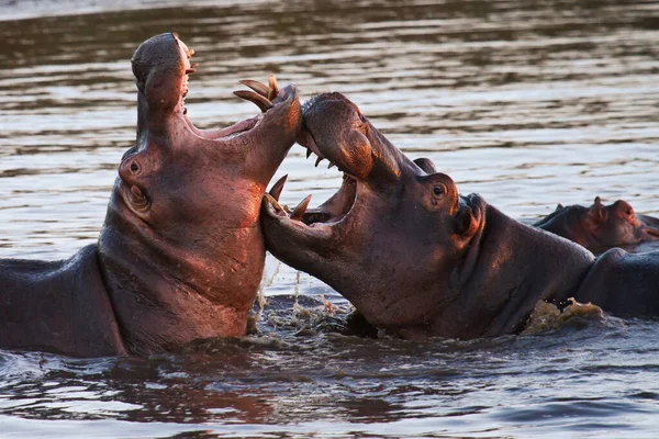 Nijlpaard Hippopotamus Natuur Fauna — Stockfoto