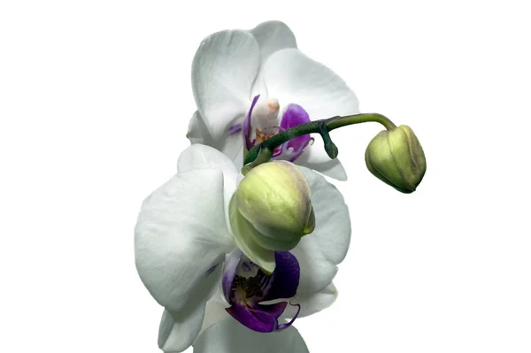 Pétalos Flores Orquídea Flora — Foto de Stock