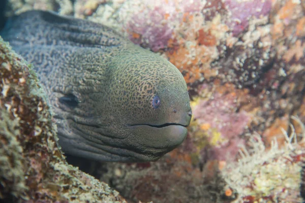 海洋生物 — 图库照片