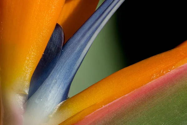 Strelitzia Reginae Fleur Plante Tropicale — Photo