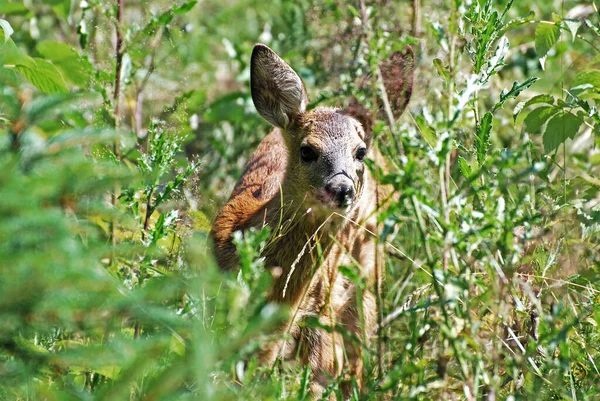 南アフリカのクルーガー国立公園で鹿が — ストック写真