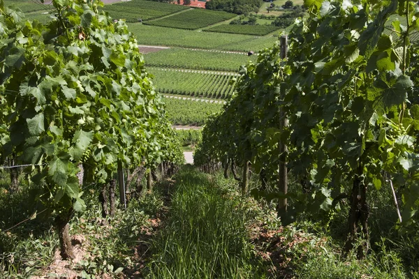 Campo Con Viñedos Viñedo Paisaje Cultivado —  Fotos de Stock