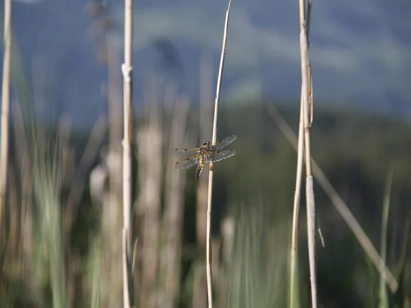 Odonata 잠자리 식물상 동물상 — 스톡 사진