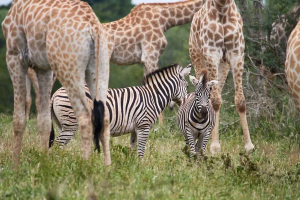 Two Zebras Grass — Stock Photo, Image