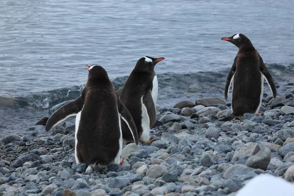 Pingouins Ânes Faune Naturelle — Photo