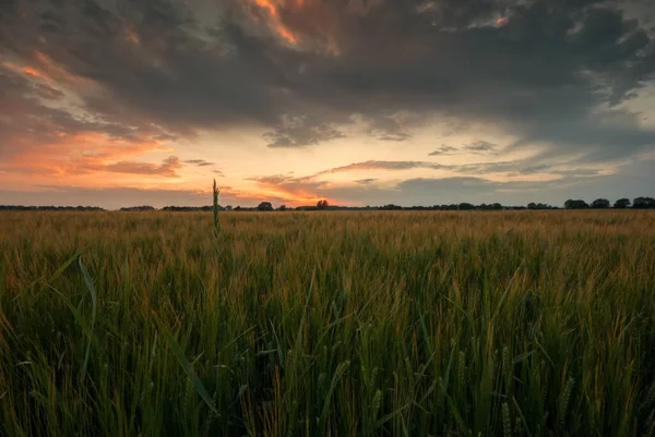 Blick Auf Maisfeld Landwirtschaftliches Konzept — Stockfoto