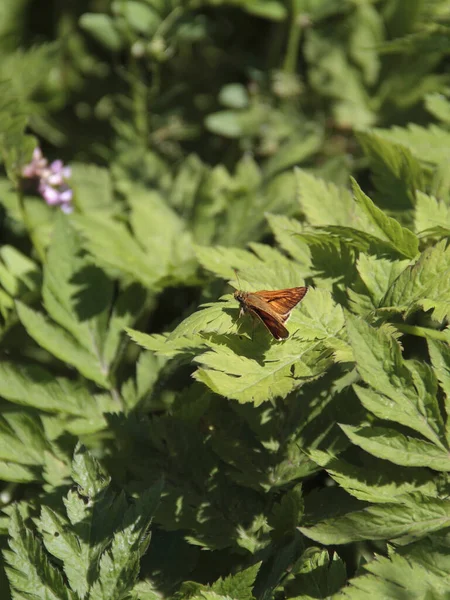 花の上の小さな蝶 野生の概念 — ストック写真