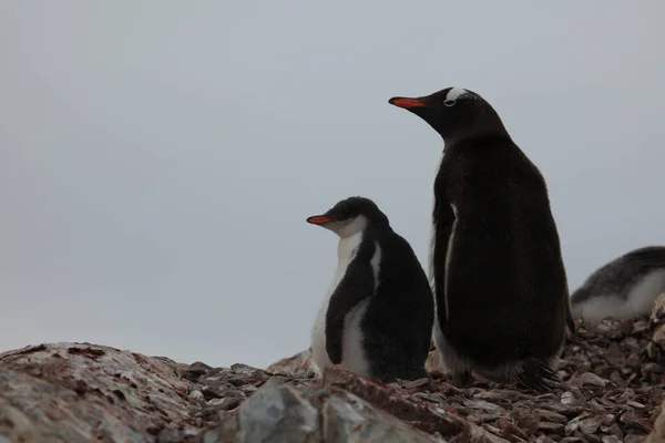 Pinguini Asino Fauna Naturale — Foto Stock