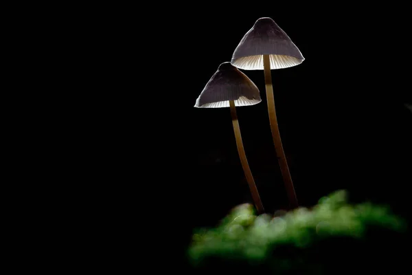 Setas Hongos Seta Cuerpo Fructífero Con Esporas —  Fotos de Stock