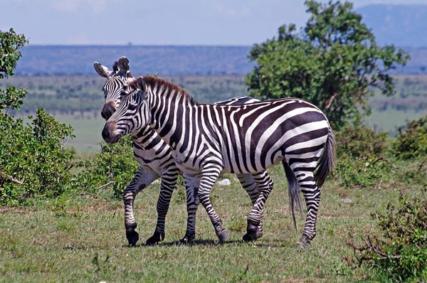 Zebras Africanas Zebra Animais Listras Pretas Brancas — Fotografia de Stock