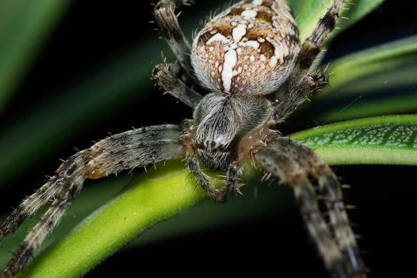 Kreuzspinne Gruseliges Spinneninsekt — Stockfoto