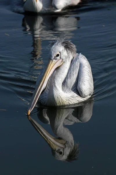 Malerischer Blick Auf Pelikane Wilder Natur — Stockfoto