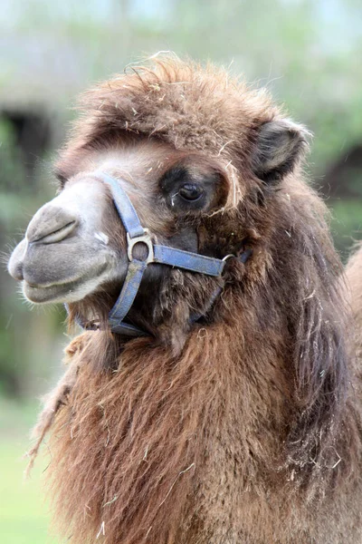 Kameeldieren Het Wild Dierenportret — Stockfoto