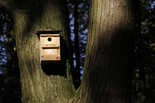 Vogelnistkasten Auf Einem Baum — Stockfoto