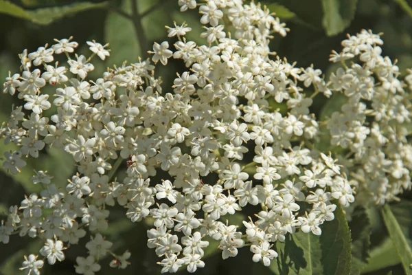 Weiße Blumen Garten — Stockfoto