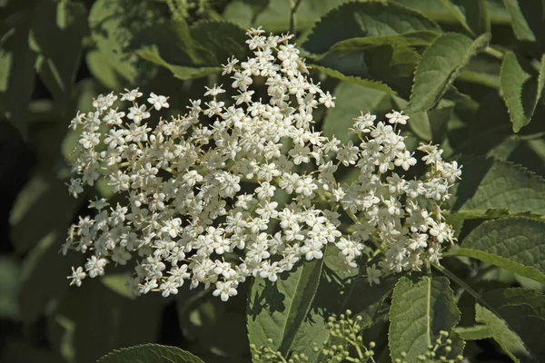 Weiße Blüten Einer Blume Garten — Stockfoto