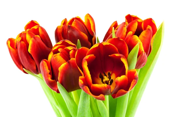 Tulip Close Flower White Background Stock Picture