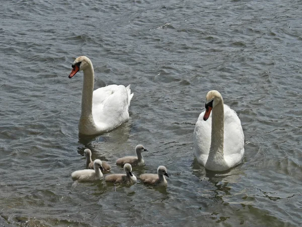 Vista Panorámica Los Cisnes Majestuosos Naturaleza — Foto de Stock