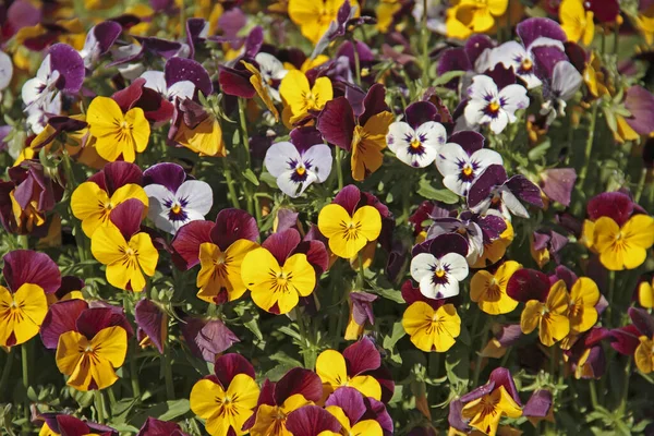 庭の色とりどりの花は — ストック写真