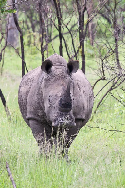 Afrikanisches Nashorn Tier Flora Und Fauna Afrikanisches Nashorn — Stockfoto