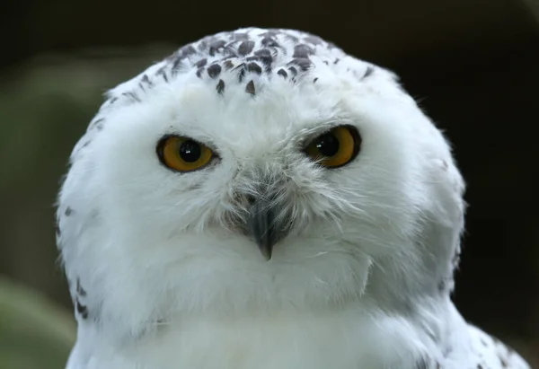 Zbliżenie Słodkie Sowa Dziki Natura — Zdjęcie stockowe