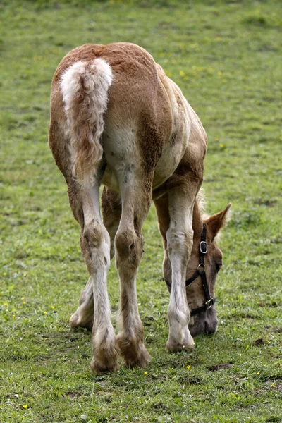 Chladnokrevný Kůň — Stock fotografie