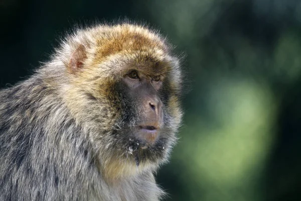 Singe Est Nom Commun Qui Peut Référer Des Groupes Des — Photo