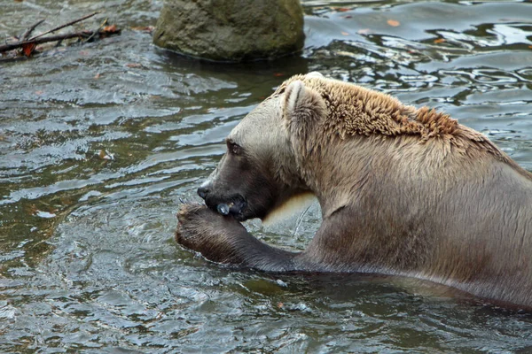 Braunbär Grizzly — Stockfoto