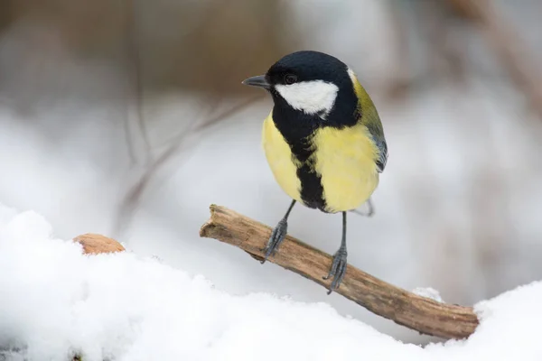 Scenic View Beautiful Great Tit Bird — Stockfoto