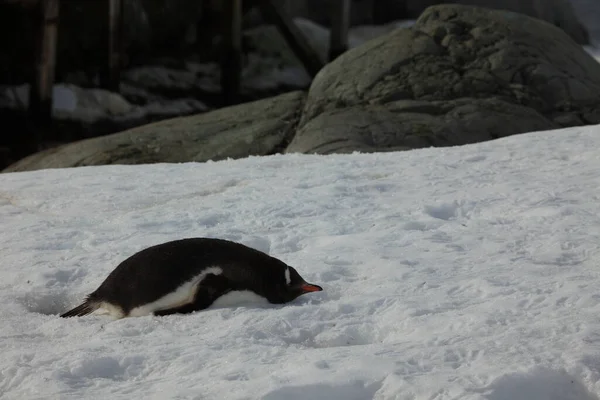 Szamár Pingvinek Antarktiszon Állatvilág — Stock Fotó