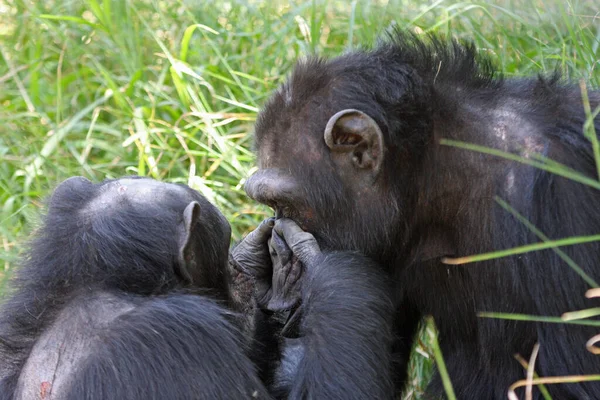 Chimpancés Reserva Pejeta — Foto de Stock