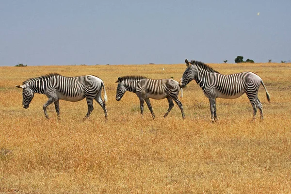 Αφρικανικές Ζέβρες Ζέβρα Ζώα Ασπρόμαυρες Ρίγες — Φωτογραφία Αρχείου