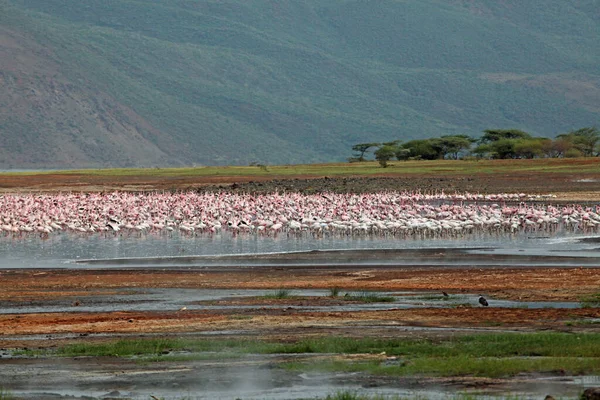 Fenicotteri Lago Bogoria — Foto Stock
