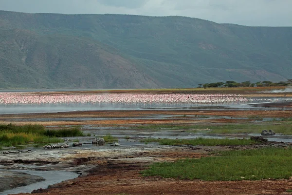 Flamingók Bogoria Tavon — Stock Fotó