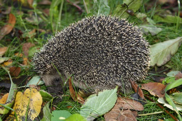 Egel Het Gras — Stockfoto