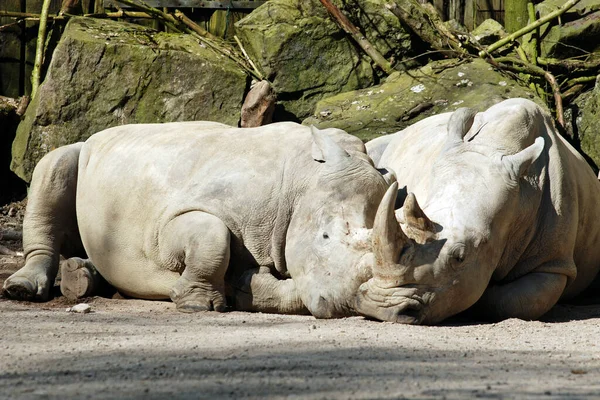 Dva Sloni Zoo — Stock fotografie