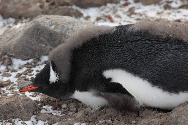 Pingüinos Burros Antártida Mundo Animal —  Fotos de Stock