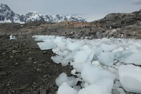 Ezelspinguïns Antarctica Dierenwereld — Stockfoto