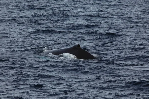 Горбатий Китовий Хвіст Морській Воді Балін Кит — стокове фото
