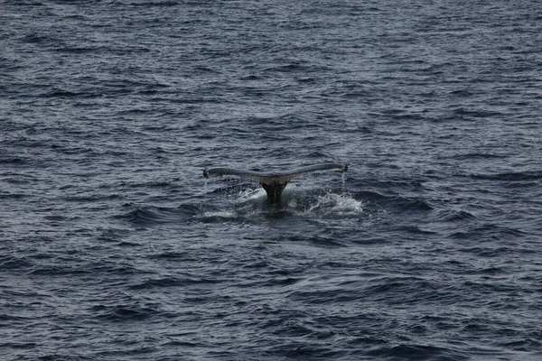 Rabo Baleia Jubarte Água Oceano Baleia Bálsamo — Fotografia de Stock