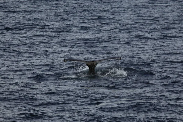 Humbak Wieloryb Oceanicznej Wodzie Wieloryb Bnik — Zdjęcie stockowe