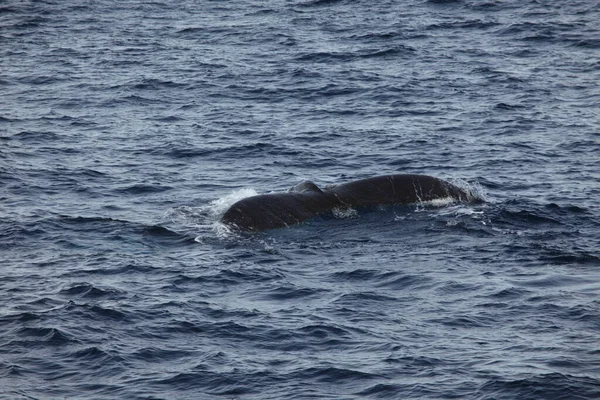 Горбатий Китовий Хвіст Морській Воді Балін Кит — стокове фото