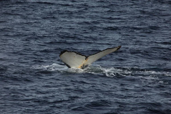 Rabo Baleia Jubarte Água Oceano Baleia Bálsamo — Fotografia de Stock