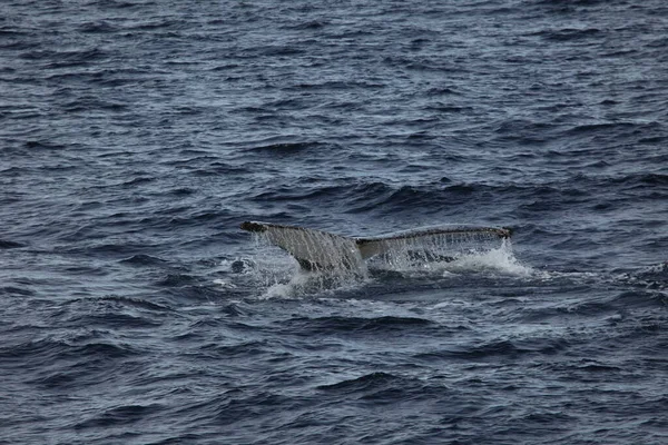 Queue Rorqual Bosse Dans Eau Mer Baleine Fanons — Photo