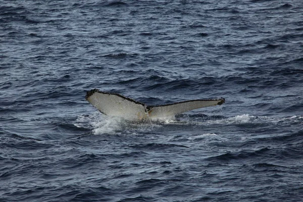 Queue Rorqual Bosse Dans Eau Mer Baleine Fanons — Photo