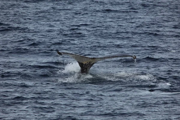 Buckelwal Schwanz Meerwasser Baleen Wal — Stockfoto
