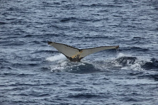 Humbak Wieloryb Oceanicznej Wodzie Wieloryb Bnik — Zdjęcie stockowe